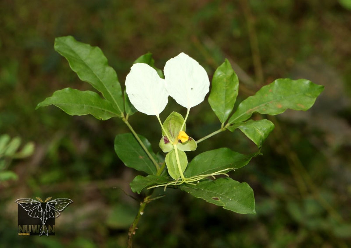 Cadaba trifoliata Wight & Arn.